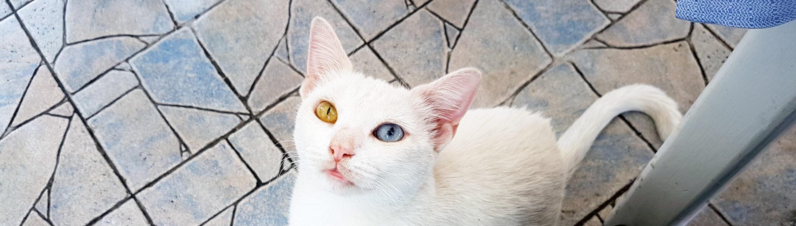 Love Pets Photo Contest - likemary